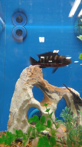 Pet Supply Store «PetSmart», reviews and photos, 144 Retail Commons Pkwy, Martinsburg, WV 25403, USA