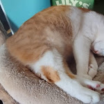 Photo n°4 de l'avis de Simone.a fait le 30/08/2023 à 17:03 sur le  Crazy Cat Café à Milan