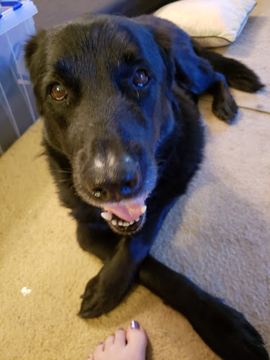 Pet Supply Store «PetSmart», reviews and photos, 4056 Atlanta Hwy, Loganville, GA 30052, USA