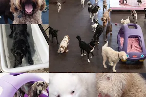 Dog Day Care Training Centre at Safe Paws image