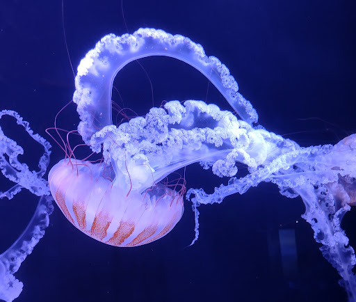 Aquarium «Wonders Of Wildlife National Museum & Aquarium», reviews and photos, 500 W Sunshine St, Springfield, MO 65807, USA