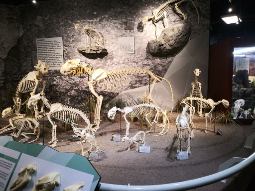 Museum «SKELETONS: Museum Of Osteology», reviews and photos, 8441 International Dr Suite 250, Orlando, FL 32819, USA