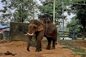 Ruammit Elephant Camp image