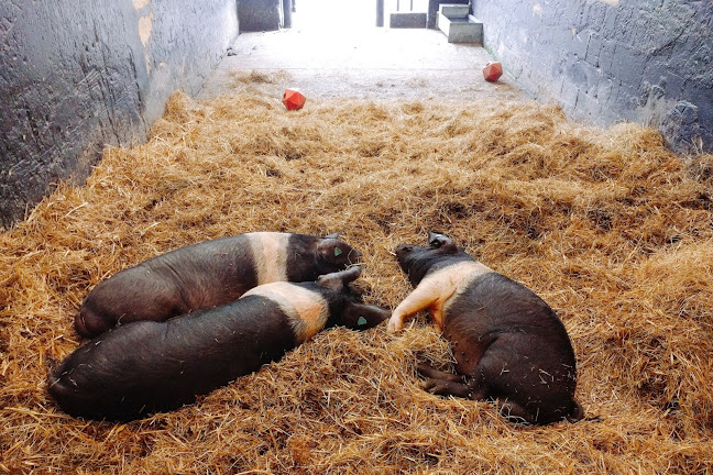 Reviews of Temple Newsam Home Farm in Leeds - Museum
