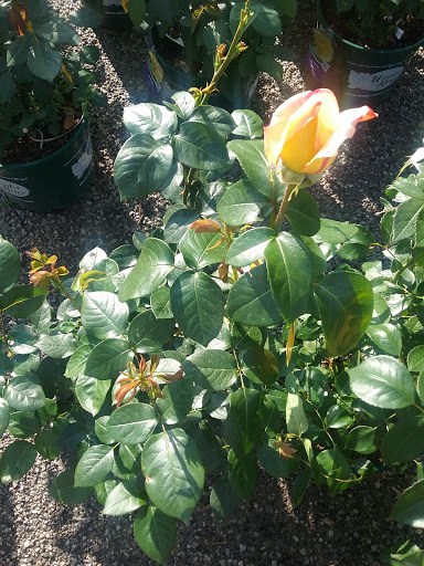 Florist «Breezewood Gardens & Gifts», reviews and photos, 17600 Chillicothe Rd, Chagrin Falls, OH 44023, USA