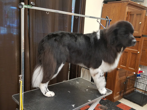 Pet Groomer «Tidy Dog Pet Supply & Salon», reviews and photos, 2612 Lebanon Pike A, Nashville, TN 37214, USA