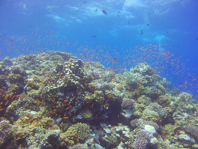 Akassia reef