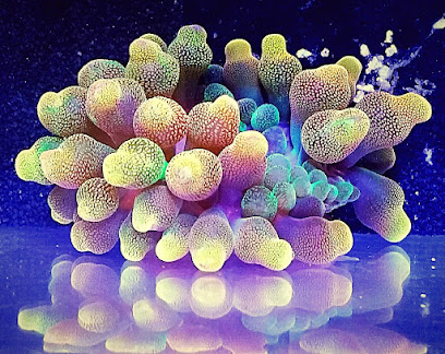 M.A.N. Made Corals