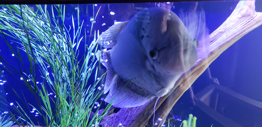 Aquarium Technologies