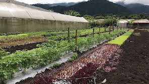 Caoba Farms, Antigua Guatemala: 2018 Visitors Guide - OkAntigua