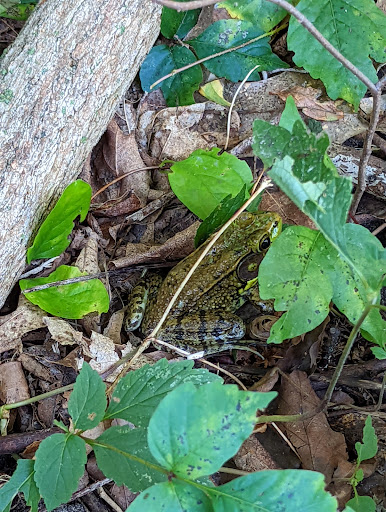 Nature Preserve «Welwyn Preserve», reviews and photos, 100 Crescent Beach Rd, Glen Cove, NY 11542, USA