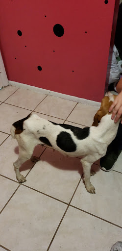 Pet Store «Perky Pets», reviews and photos, 4515 Palm Beach Blvd d, Fort Myers, FL 33905, USA