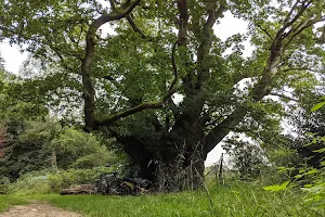 The Cathedral Oak image