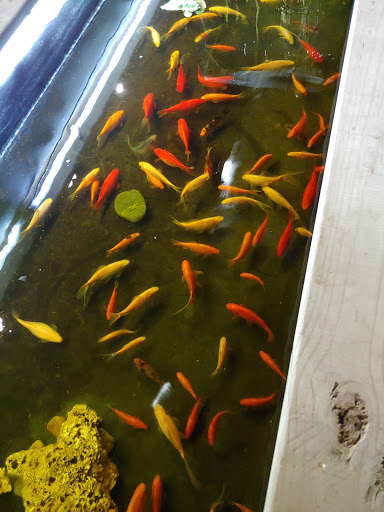 Pet Store «Greenwood Pets & Plants», reviews and photos, 13983 E 9 Mile Rd, Warren, MI 48089, USA