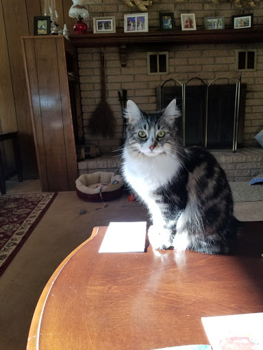 Pet Supply Store «PetSmart», reviews and photos, 45050 Northpointe Blvd, Utica, MI 48315, USA