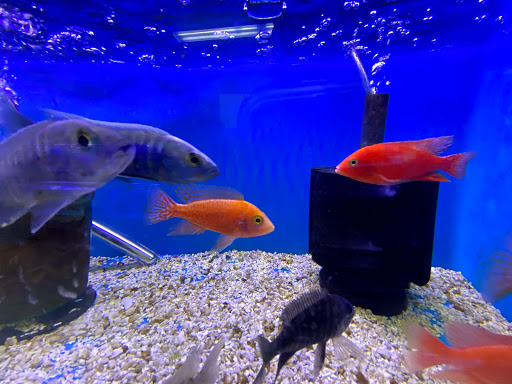Tropical Fish Store «Lovely Pets Aquarium Store», reviews and photos, 69 Parkingway, Quincy, MA 02169, USA