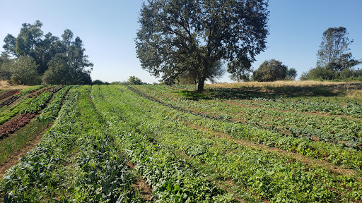 Natural Trading Co Organic Farm