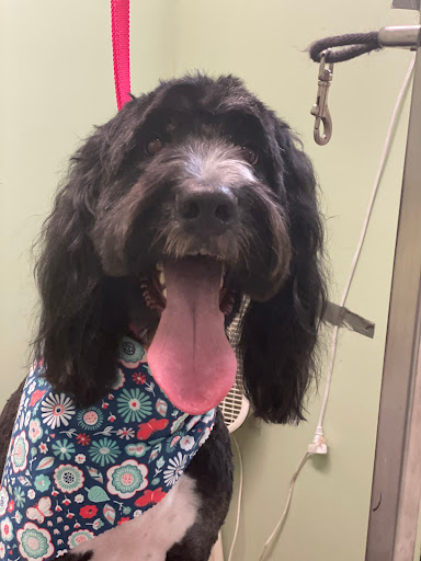 Pet Groomer «Doggie Style Bowtique», reviews and photos, 1713 Westport Rd, Kansas City, MO 64111, USA