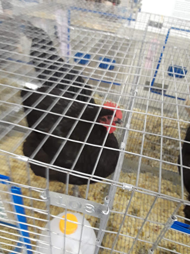 Fairground «Johnson County Indiana 4-H Fairgrounds», reviews and photos, 250 Fairground St, Franklin, IN 46131, USA