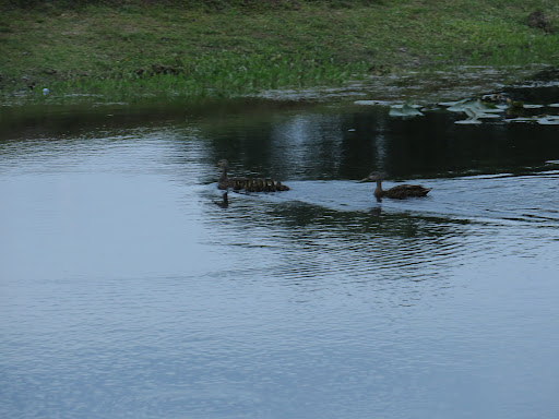 Golf Club «Plantation Preserve Golf Course & Club», reviews and photos, 7050 W Broward Blvd, Plantation, FL 33317, USA