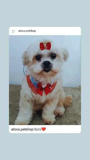 A Toca Pet Shop em Batatais