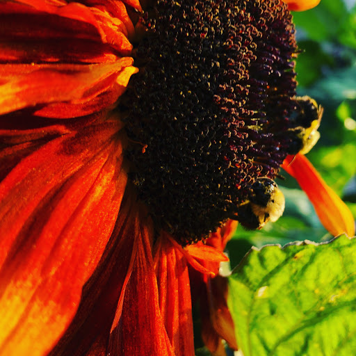 Restaurant «Coco - Artisan Bakery & Good Eats», reviews and photos, 146 W Bayfield St, Washburn, WI 54891, USA