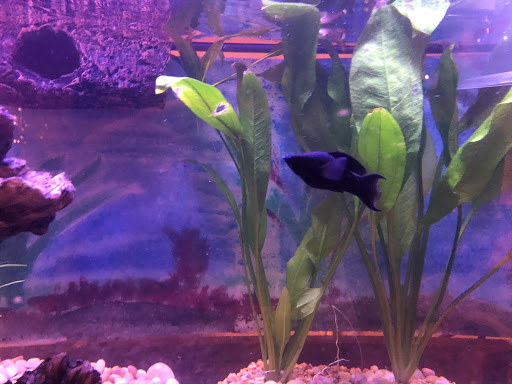 Pet Supply Store «Petco Animal Supplies», reviews and photos, 8700 Preston Rd #105, Plano, TX 75024, USA