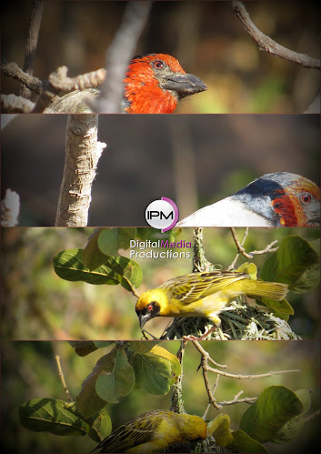 WEDDING Photographer IPM Phone