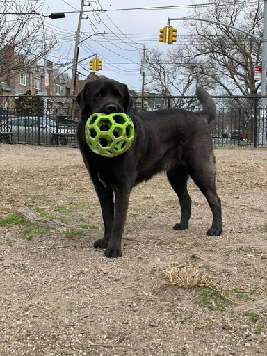 Potbelly Petes Treats