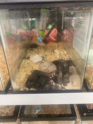 Pet Store «La Jungla Pet Shop», reviews and photos, 1865 W Flagler St, Miami, FL 33135, USA