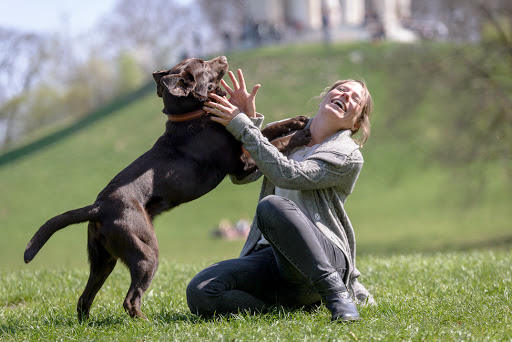 Leinenlos- Hundetraining Julia Höhn