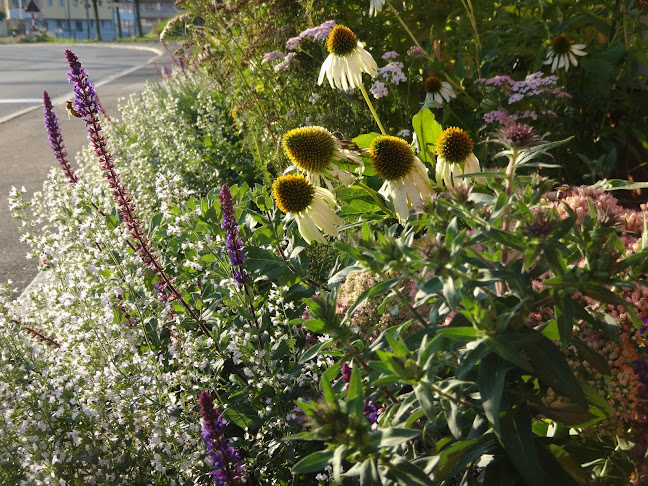 Rezensionen über Garten Baumann in Freienbach - Gartenbauer