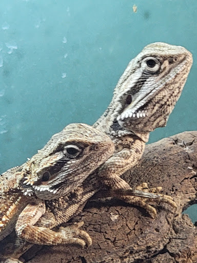 Pet Store «Movie Vault & PETropoliS live», reviews and photos, 1296 Anderson City Rd, Lawrenceburg, KY 40342, USA