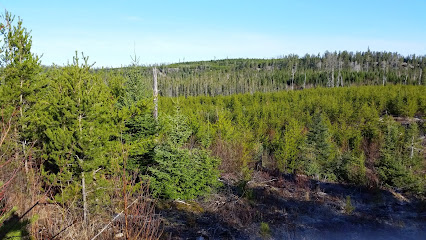 Dryden Forest Management Co. Ltd