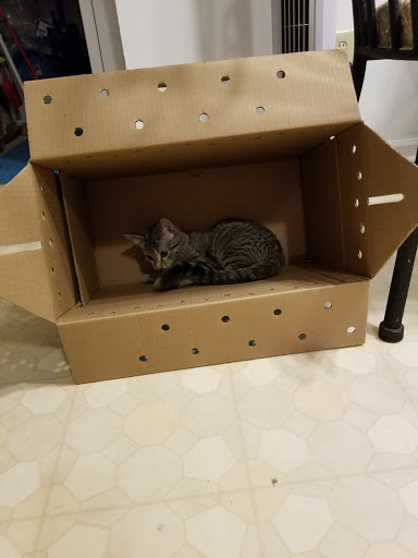 Pet Supply Store «PetSmart», reviews and photos, 310 E Brannon Rd, Nicholasville, KY 40356, USA