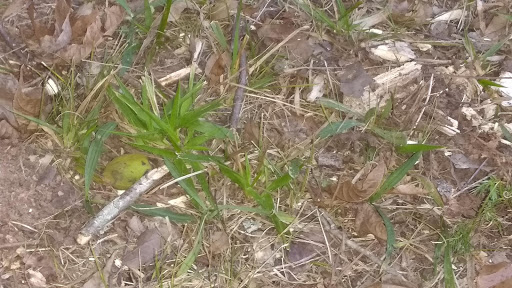 Golf Club «Monroe Golf and Country Club», reviews and photos, 1414 Alcovy St, Monroe, GA 30655, USA