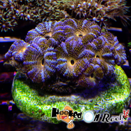 Tropical Fish Store «Hooked On Reefs», reviews and photos, 228 Hibiscus St #1, Jupiter, FL 33458, USA