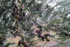 Barfold Olives image