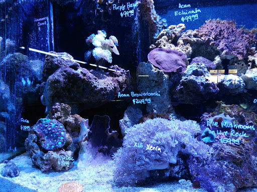Aquarium «Mr Aquarium», reviews and photos, 2523 34th St, Lubbock, TX 79410, USA