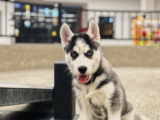 Pet Store «Animal Kingdom», reviews and photos, 4500 N Oracle Rd #254, Tucson, AZ 85705, USA