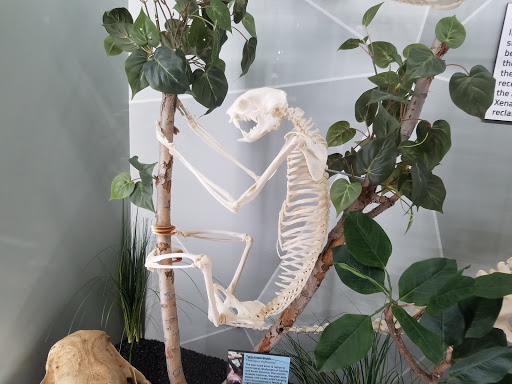 Museum «SKELETONS: Museum Of Osteology», reviews and photos, 8441 International Dr Suite 250, Orlando, FL 32819, USA