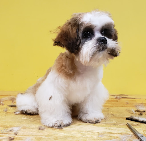 Pet Store «Four Paws and a Tail», reviews and photos, 120 Northtown Dr, Blaine, MN 55434, USA