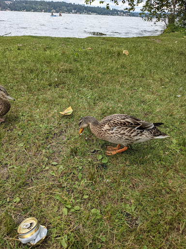 Park «Matthews Beach Park», reviews and photos, 5100 NE 93rd St, Seattle, WA 98115, USA