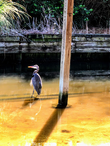 Zoo «Alligator Adventure», reviews and photos, 4604 Hwy 17 S, North Myrtle Beach, SC 29582, USA