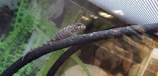 Pet Supply Store «Petco Animal Supplies», reviews and photos, 1100 Middle Country Rd, Selden, NY 11784, USA