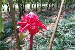 Xinglong Tropical Botanical Garden image