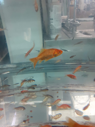 Pet Supply Store «Petco Animal Supplies», reviews and photos, 753 53rd Ave NE, Fridley, MN 55421, USA