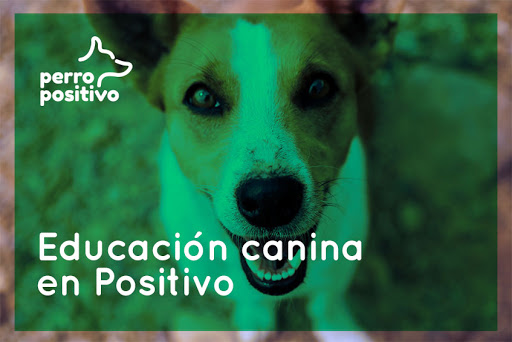 Perro Positivo Educación Canina Y Adiestramiento Canino