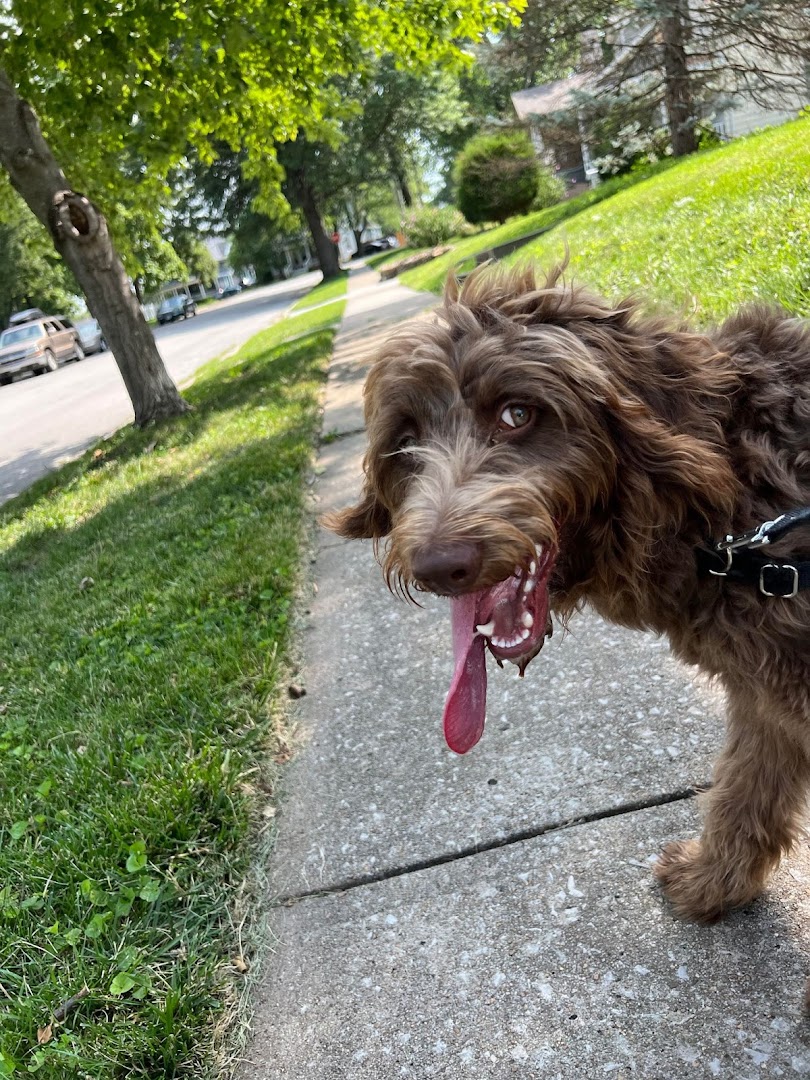 Latchkey Pets-Daytime Dog Walking & Vacation Pet Sitting (Independence)