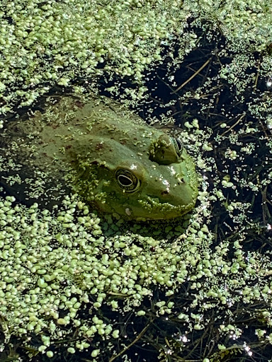 Nature Preserve «Lincoln Marsh», reviews and photos, Harrison Ave & Pierce Ave, Wheaton, IL 60187, USA